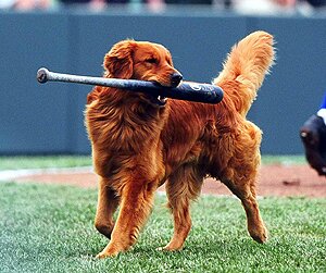 chase with bat.jpg